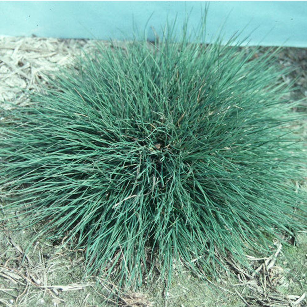 colonial bentgrass seeds