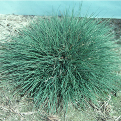 colonial bentgrass seeds