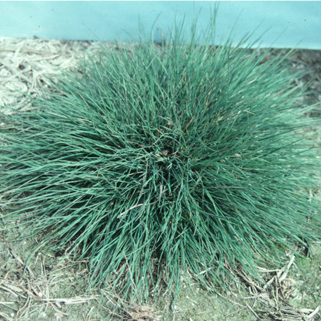 colonial bentgrass seeds