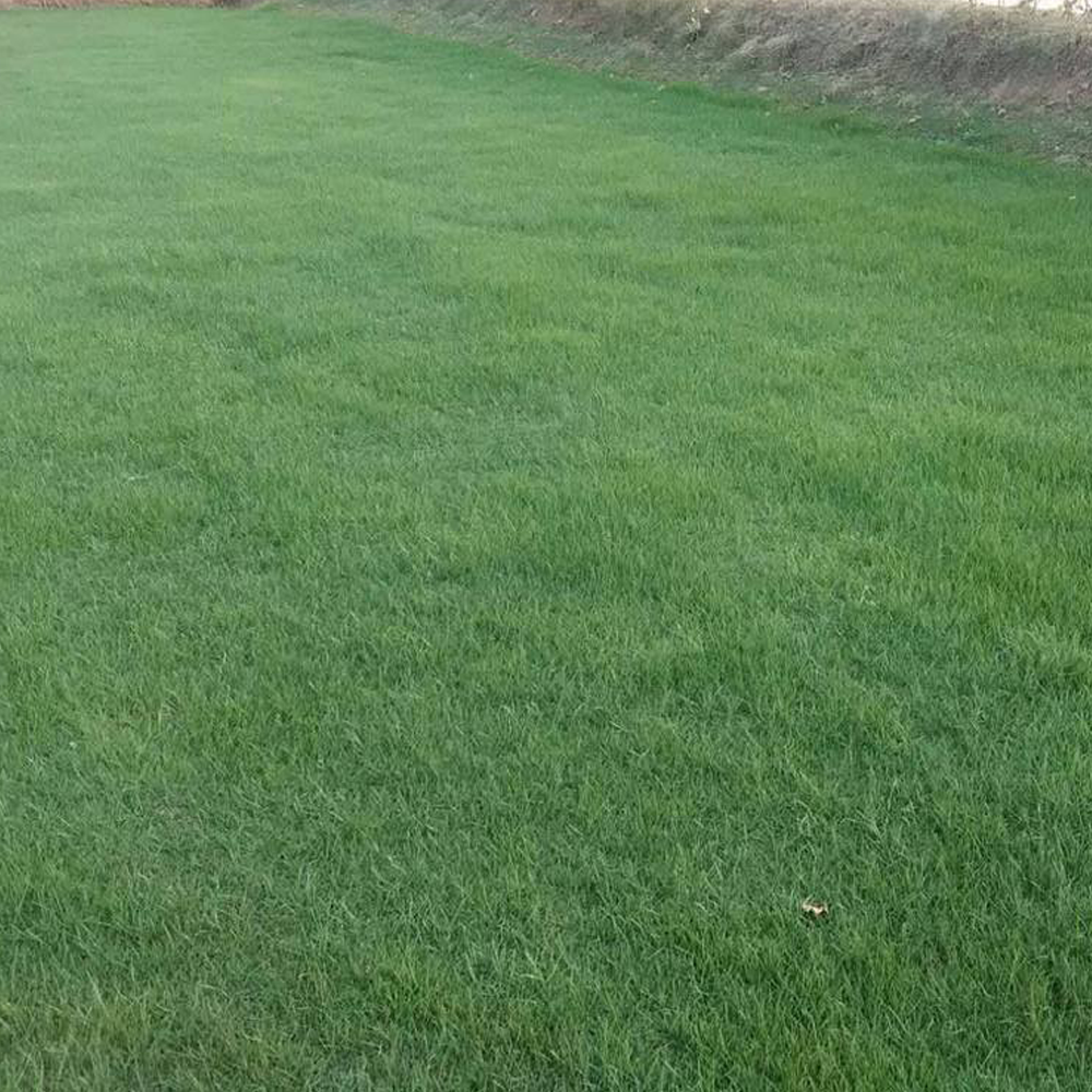 ryegrass seeds