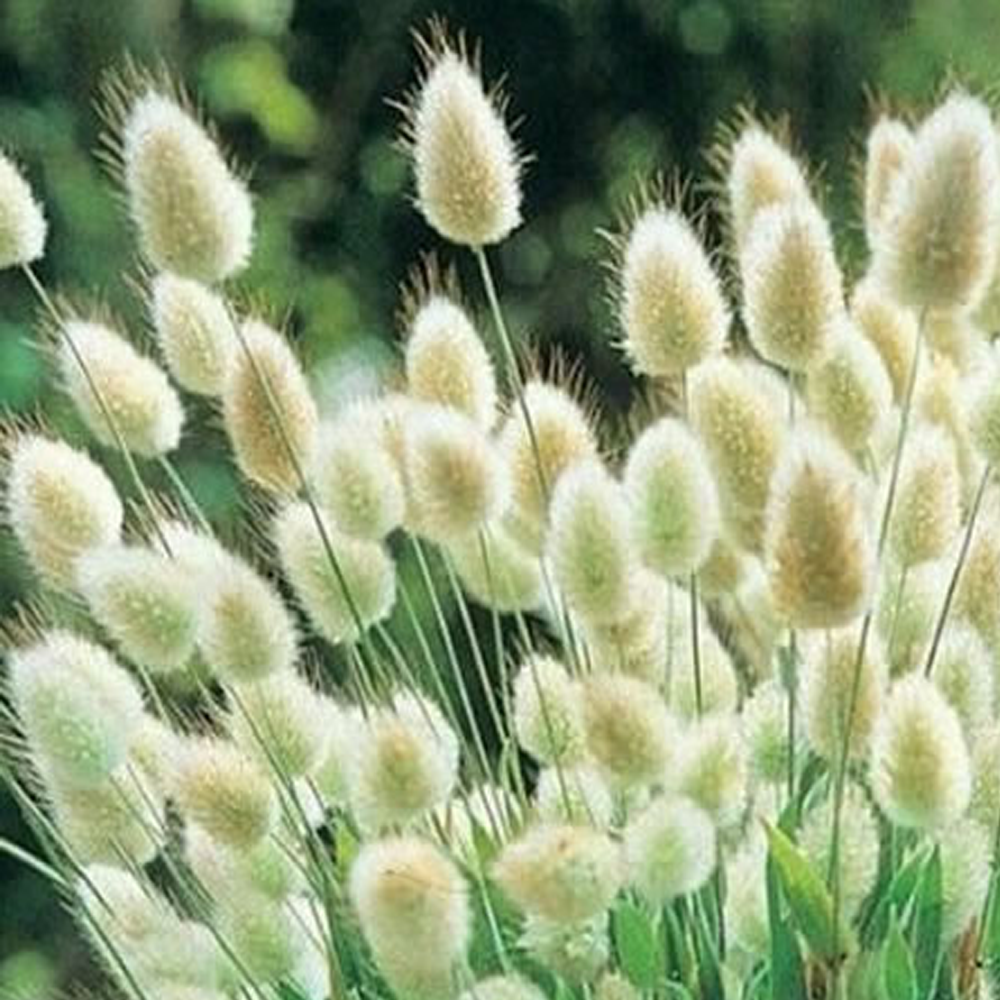 timothy grass seeds