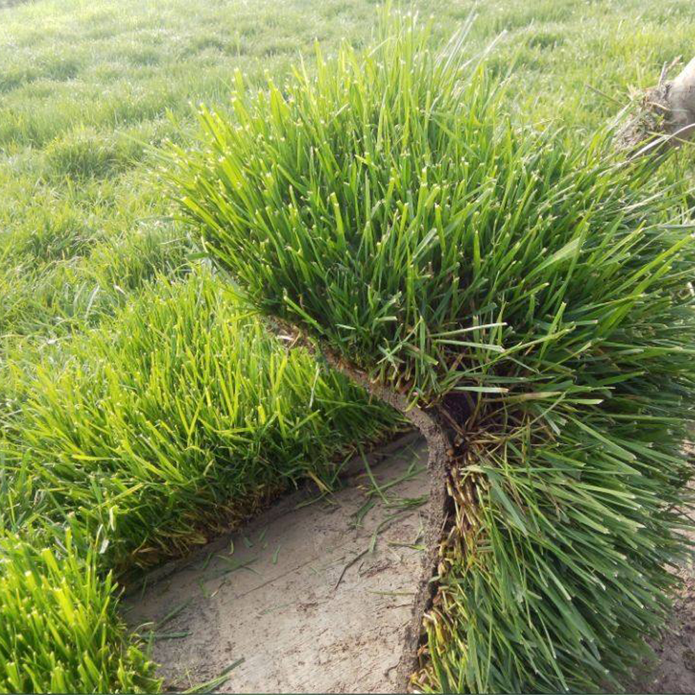 Tall Fescue seeds