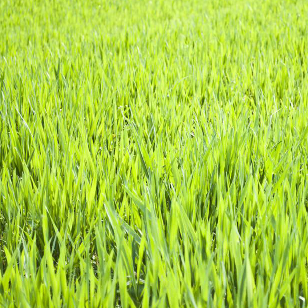 wheatgrass seeds