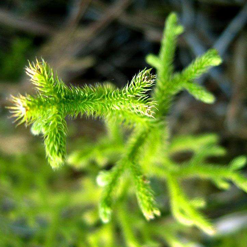 hairygrama seeds