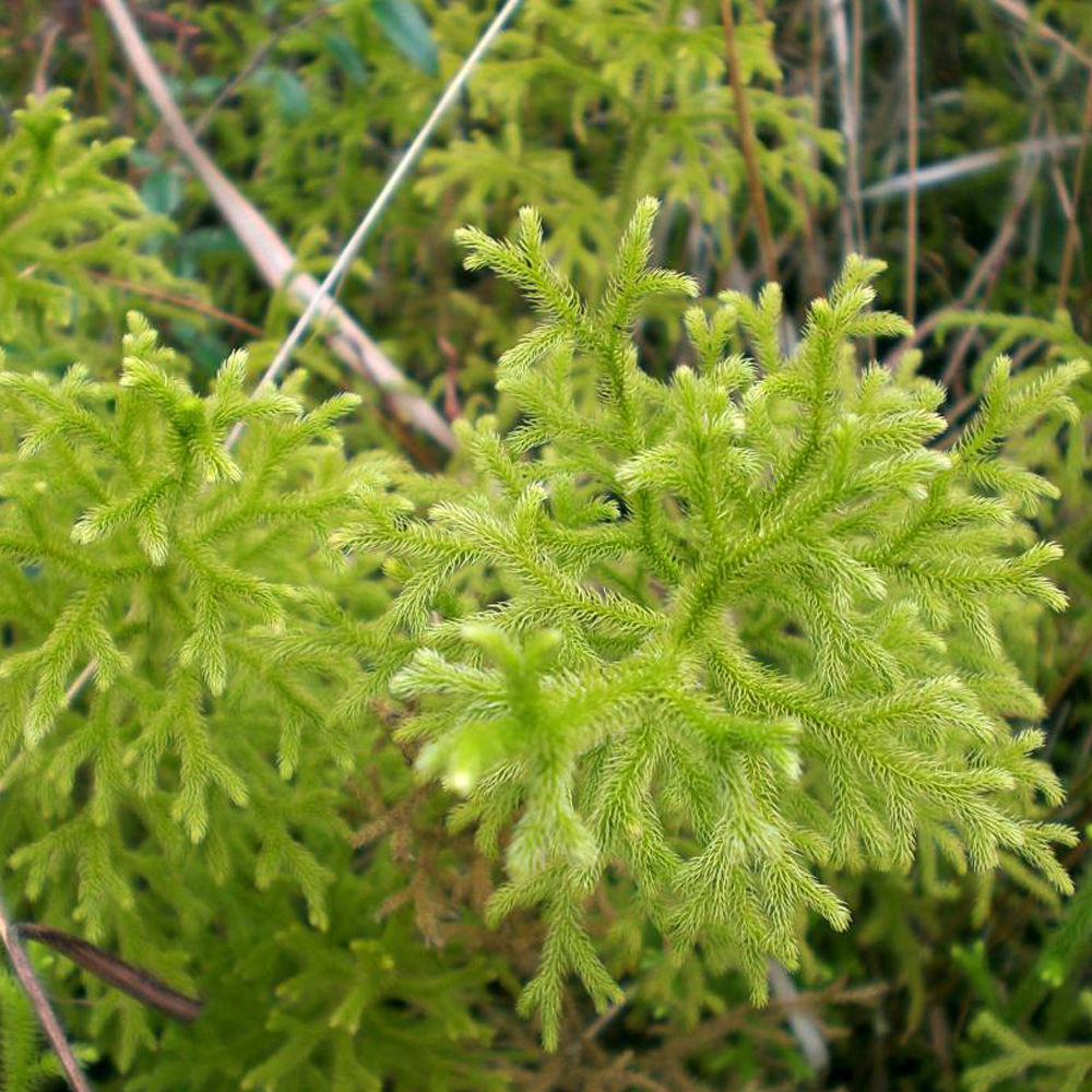 hairygrama seeds