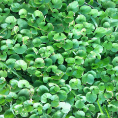 Dichondra repens seeds