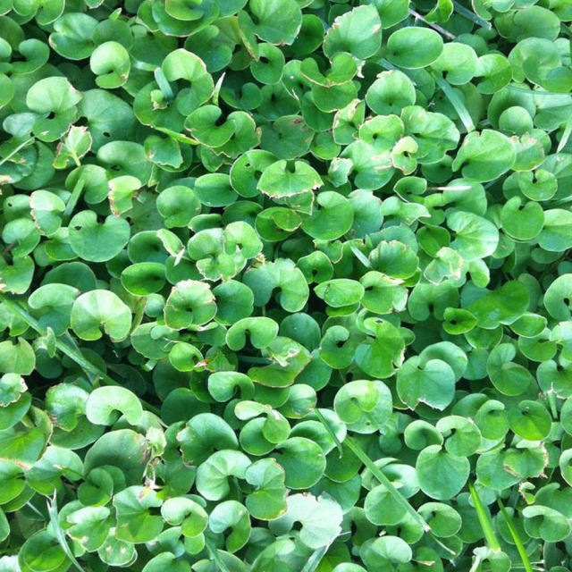 Dichondra repens seeds