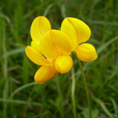 Lotus corniculatus seeds