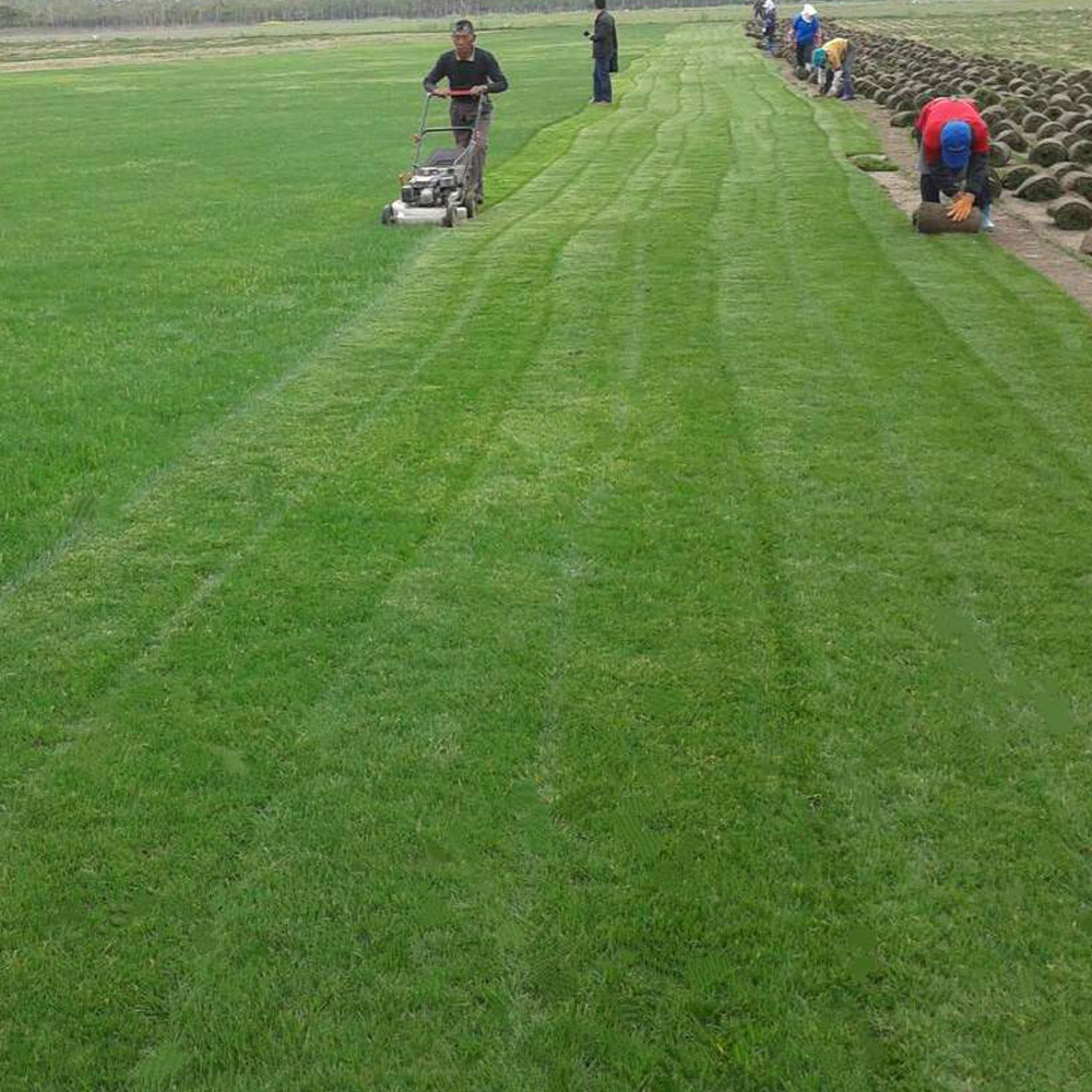 ryegrass seeds