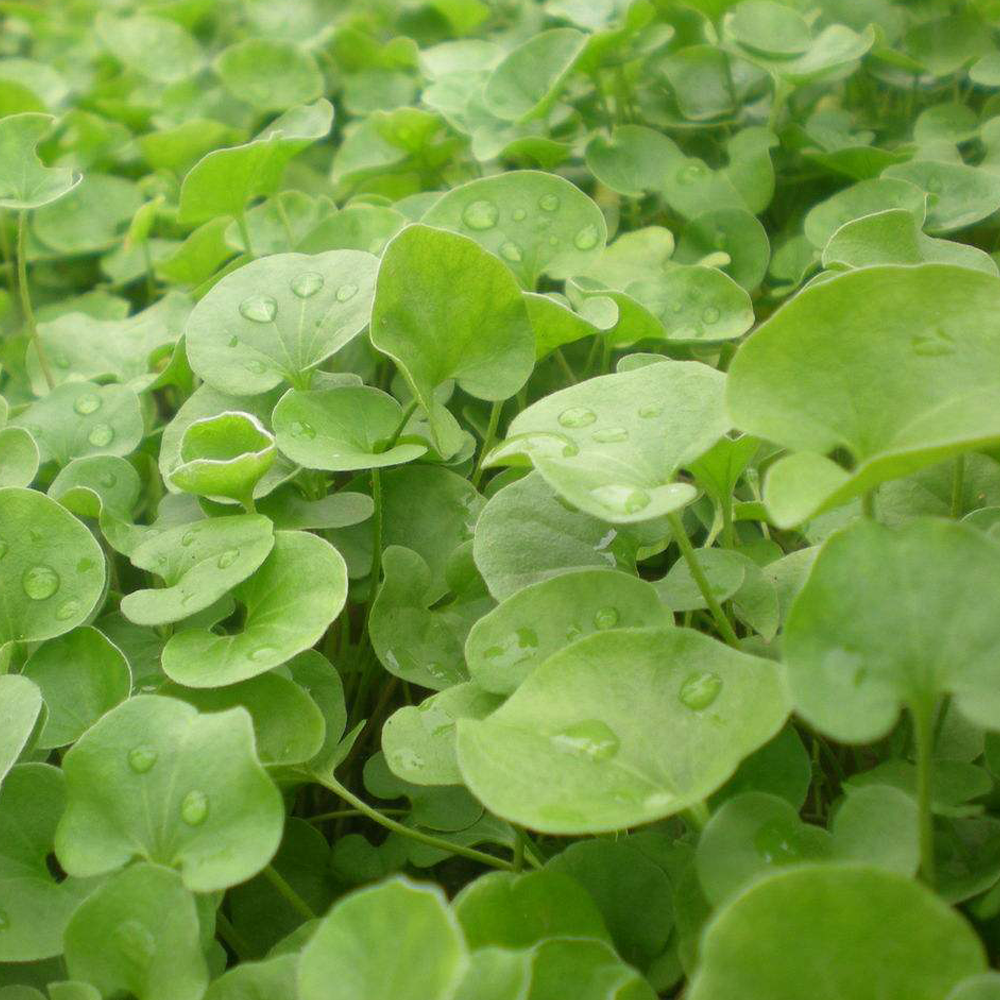 Dichondra repens seeds