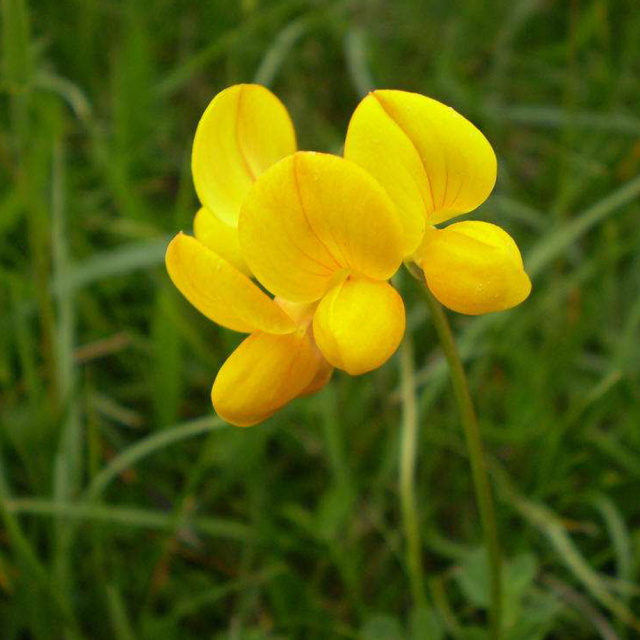 Lotus corniculatus seeds