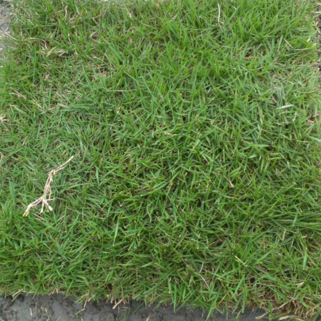 colonial bentgrass seeds