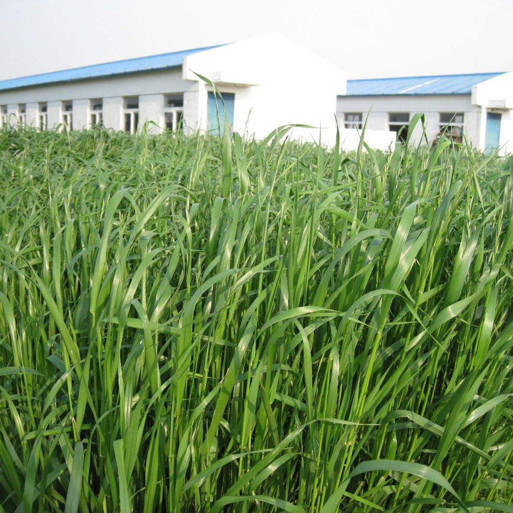 ryegrass seeds