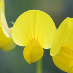 Lotus corniculatus seeds