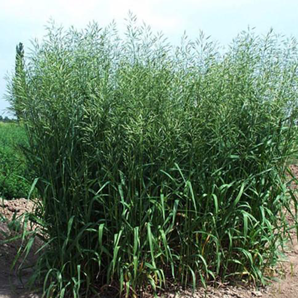 Bromus seeds