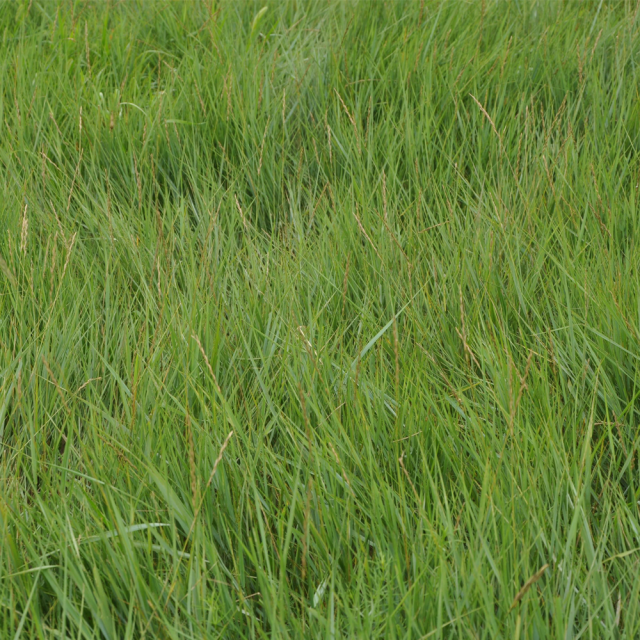 Elymus dahuricus seeds