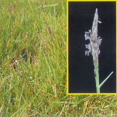 Stenotaphrum secundatum seeds