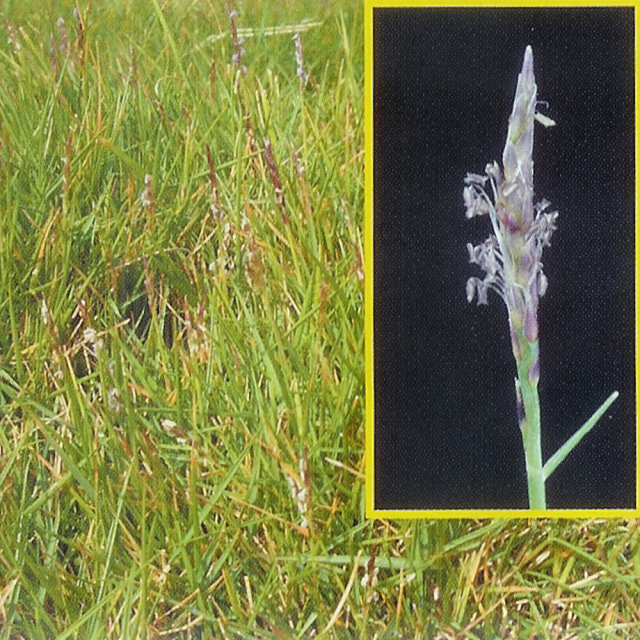 Stenotaphrum secundatum seeds