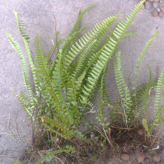 Pteris vittata seeds