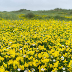 Lotus corniculatus seeds
