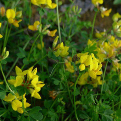 Lotus corniculatus seeds