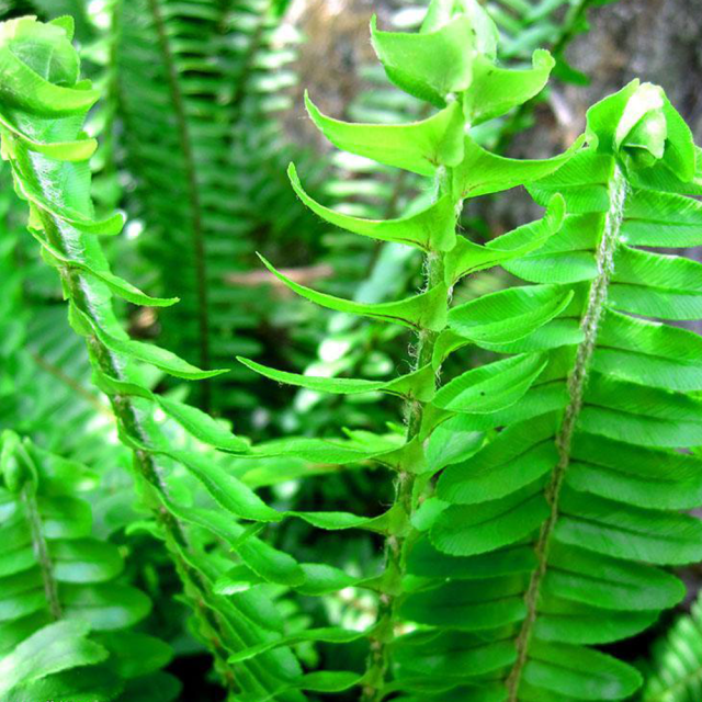 Pteris vittata seeds