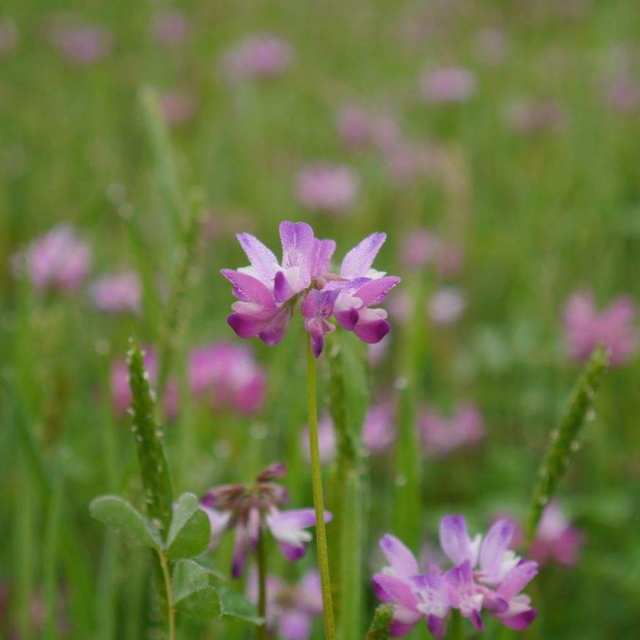 Vicia villosa seeds