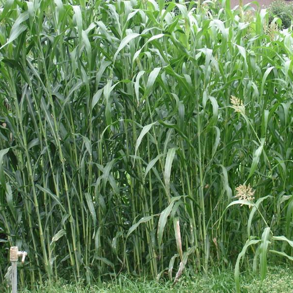 sorghum hybrid sudangrass seeds/gaodan grass seeds