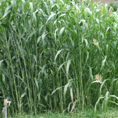 sorghum hybrid sudangrass seeds/gaodan grass seeds