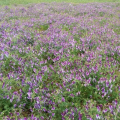Vicia villosa seeds