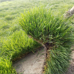 Festuca arundinacea seeds