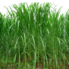 Pennisetum hydridum seeds