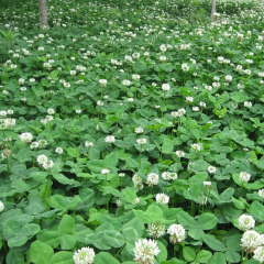 white clover seeds