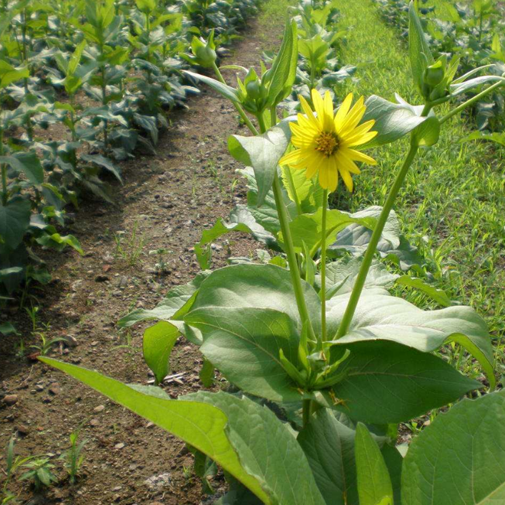 Silphium perfoliatum seeds