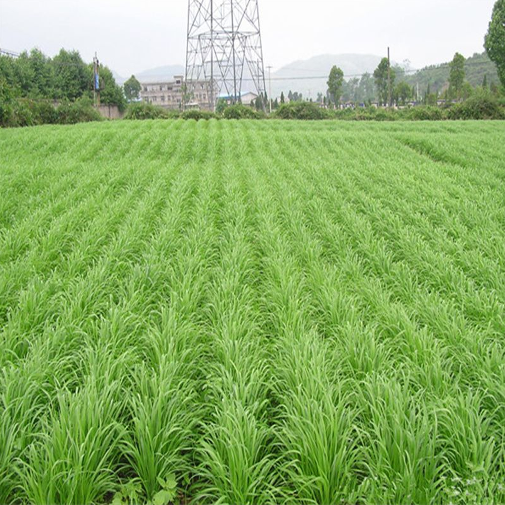 wheatgrass seeds