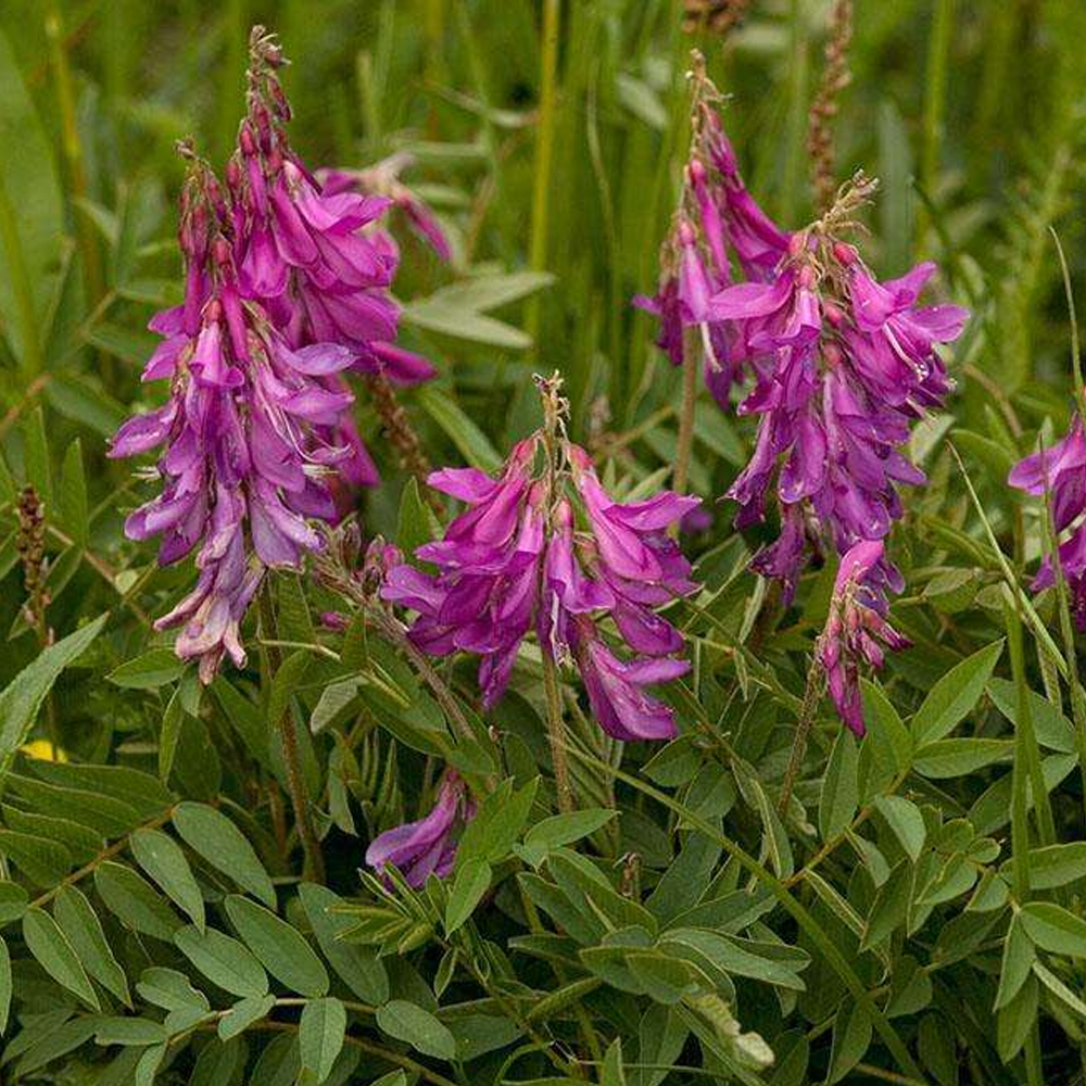 sainfoin seeds