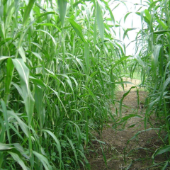 sorghum hybrid sudangrass seeds/gaodan grass seeds