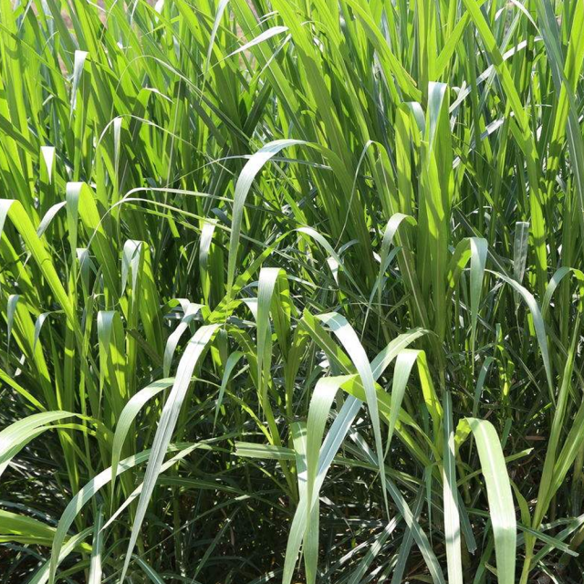 Pennisetum hydridum seeds