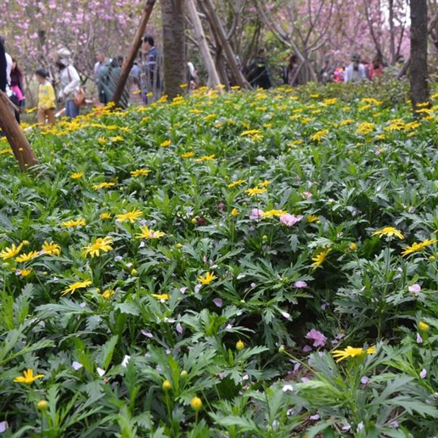 Silphium perfoliatum seeds