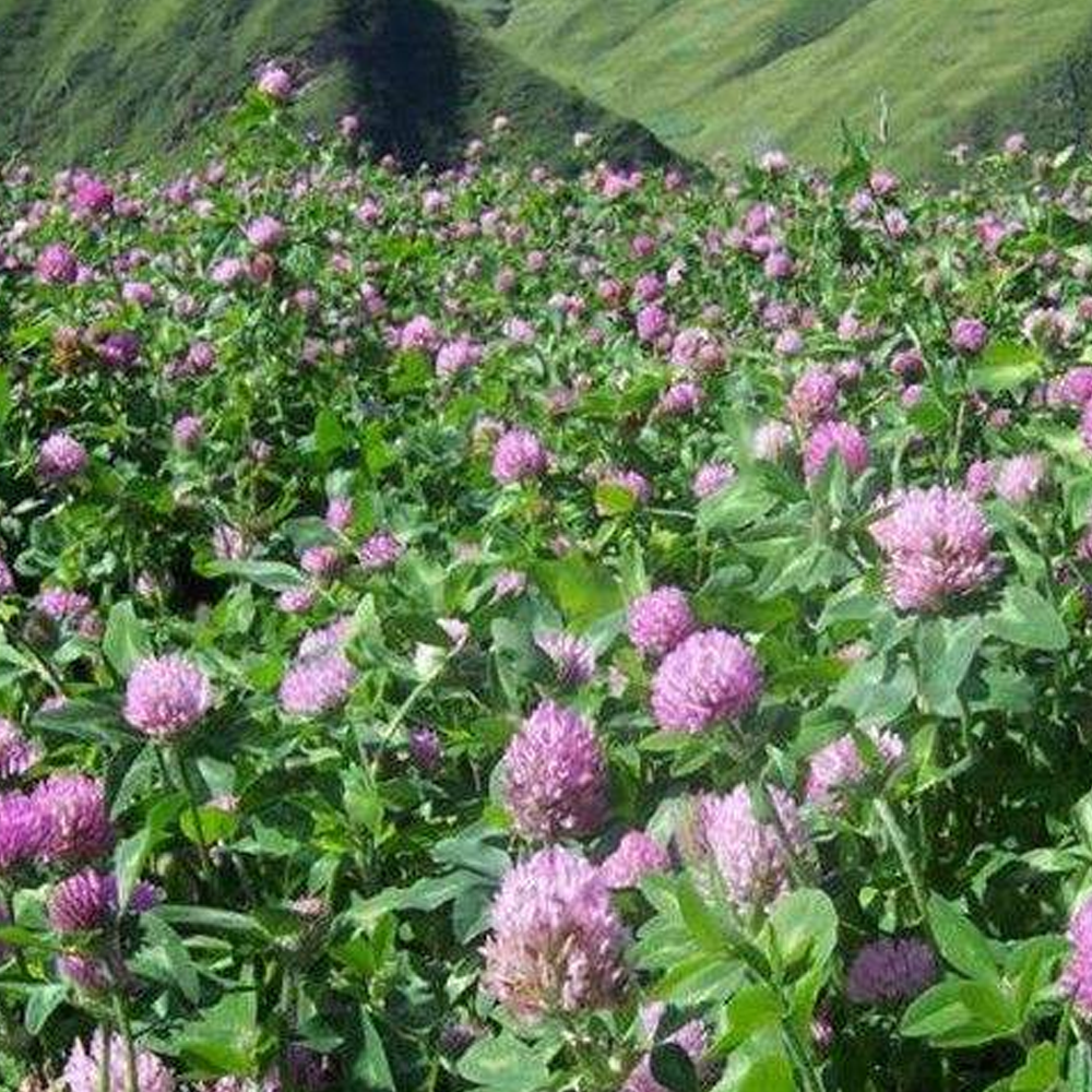 red clover seeds