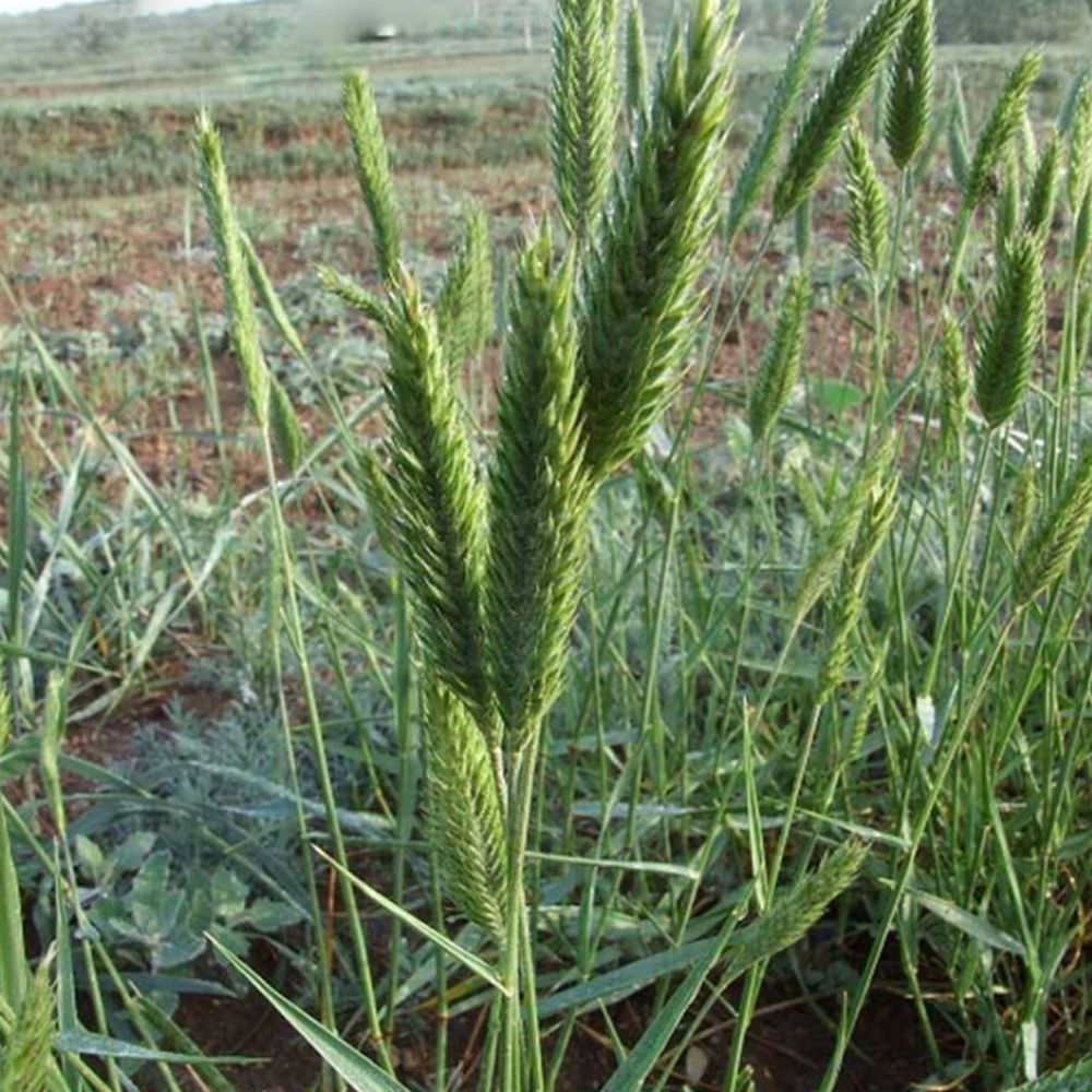 wheatgrass seeds