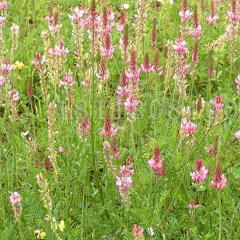 sainfoin seeds