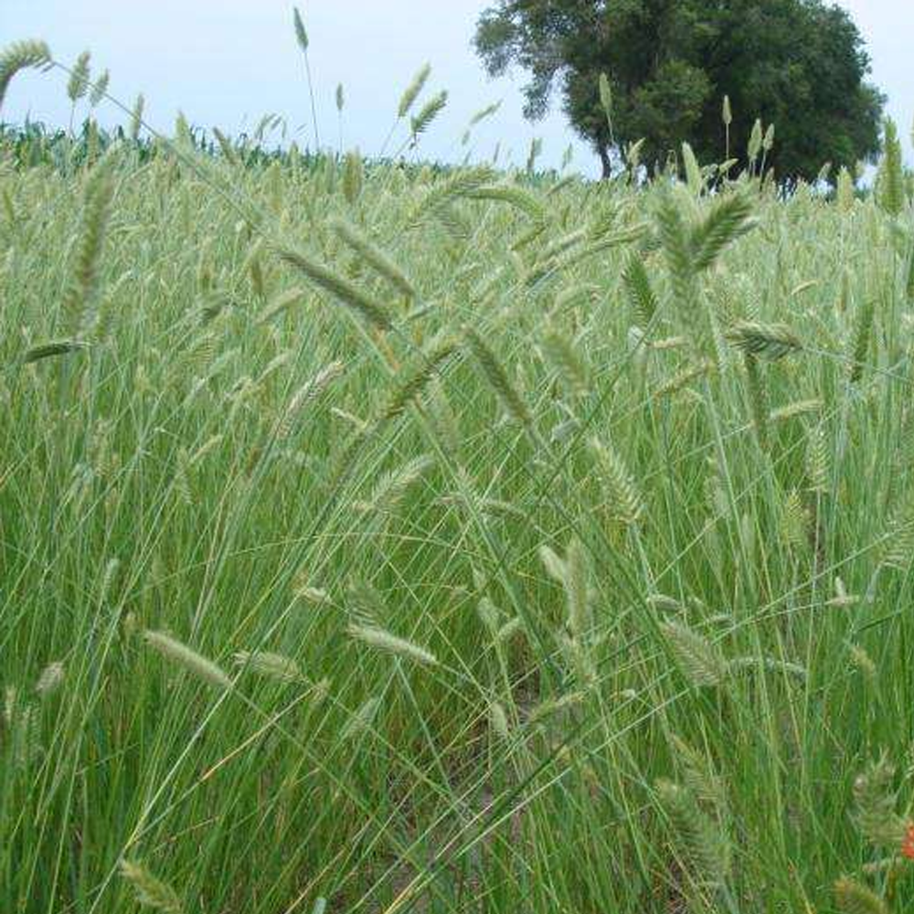 wheatgrass seeds