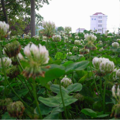 white clover seeds