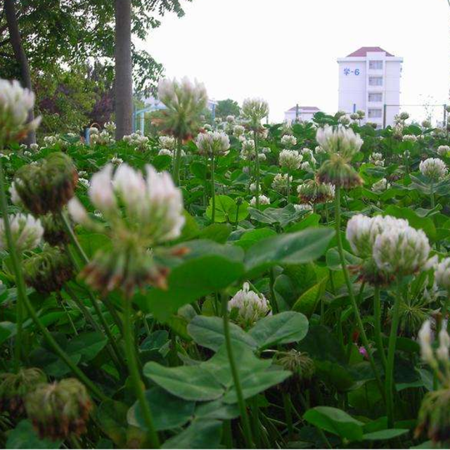 white clover seeds