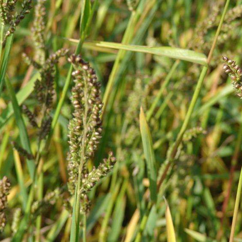 barnyard grass seeds