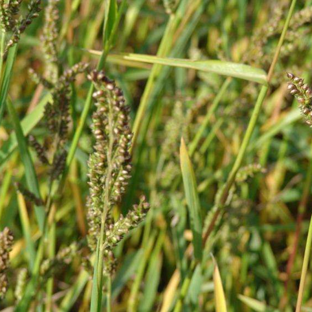 barnyard grass seeds