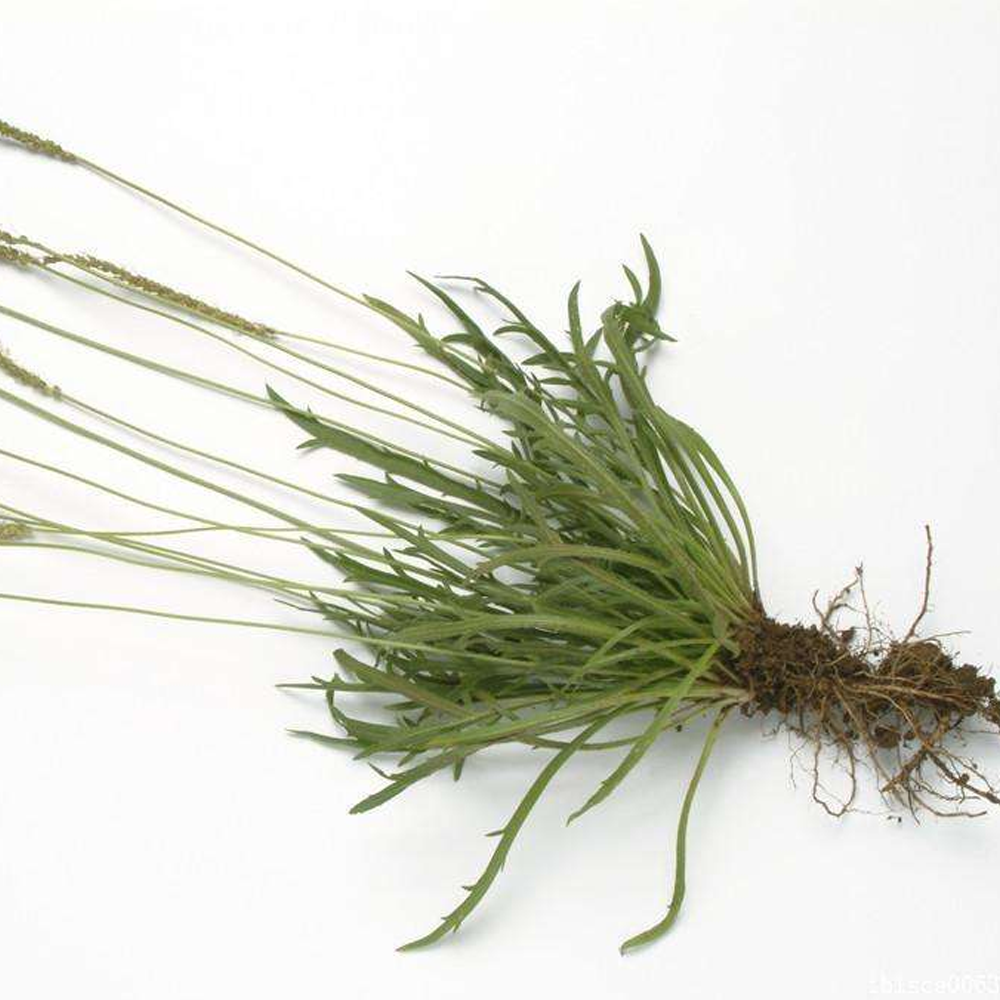 plantain herb seeds