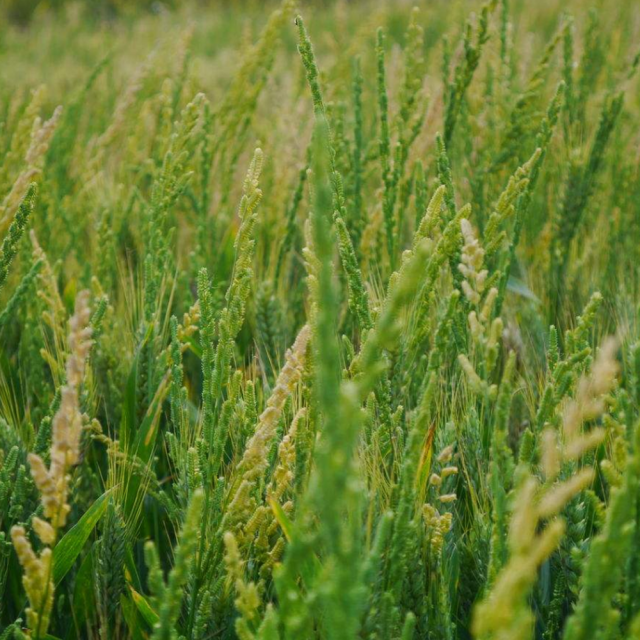 barnyard grass seeds