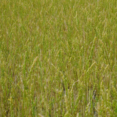barnyard grass seeds